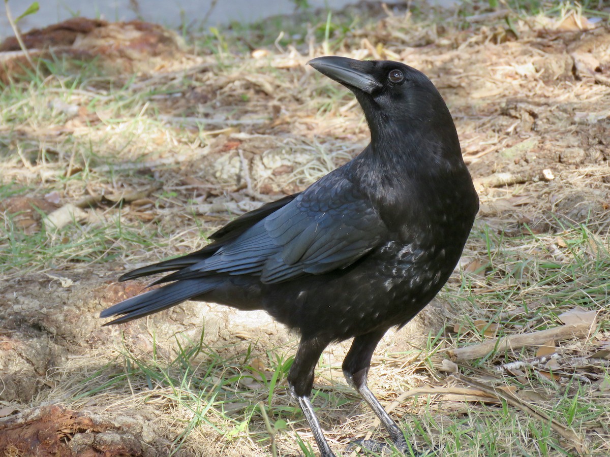 American Crow - Alan  Troyer