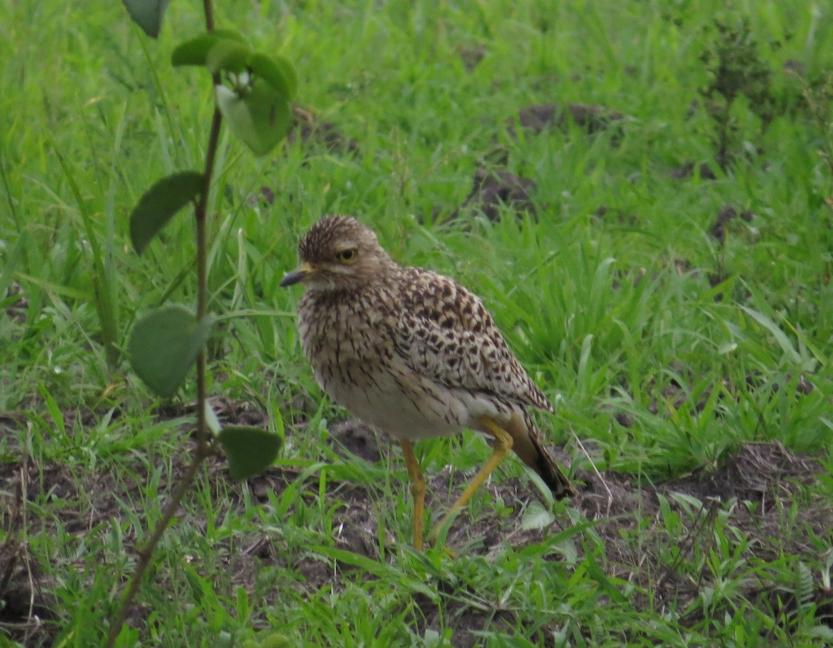 Spotted Thick-knee - ML197803201
