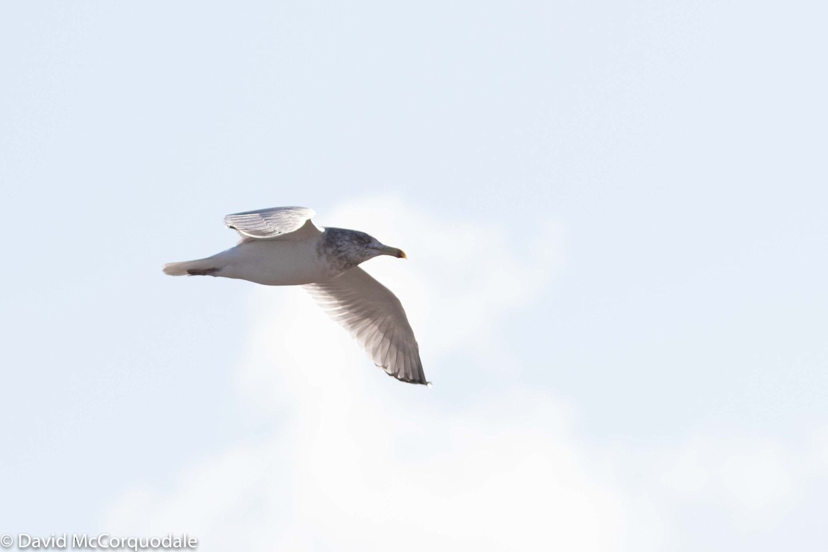 Herring Gull (American) - David McCorquodale
