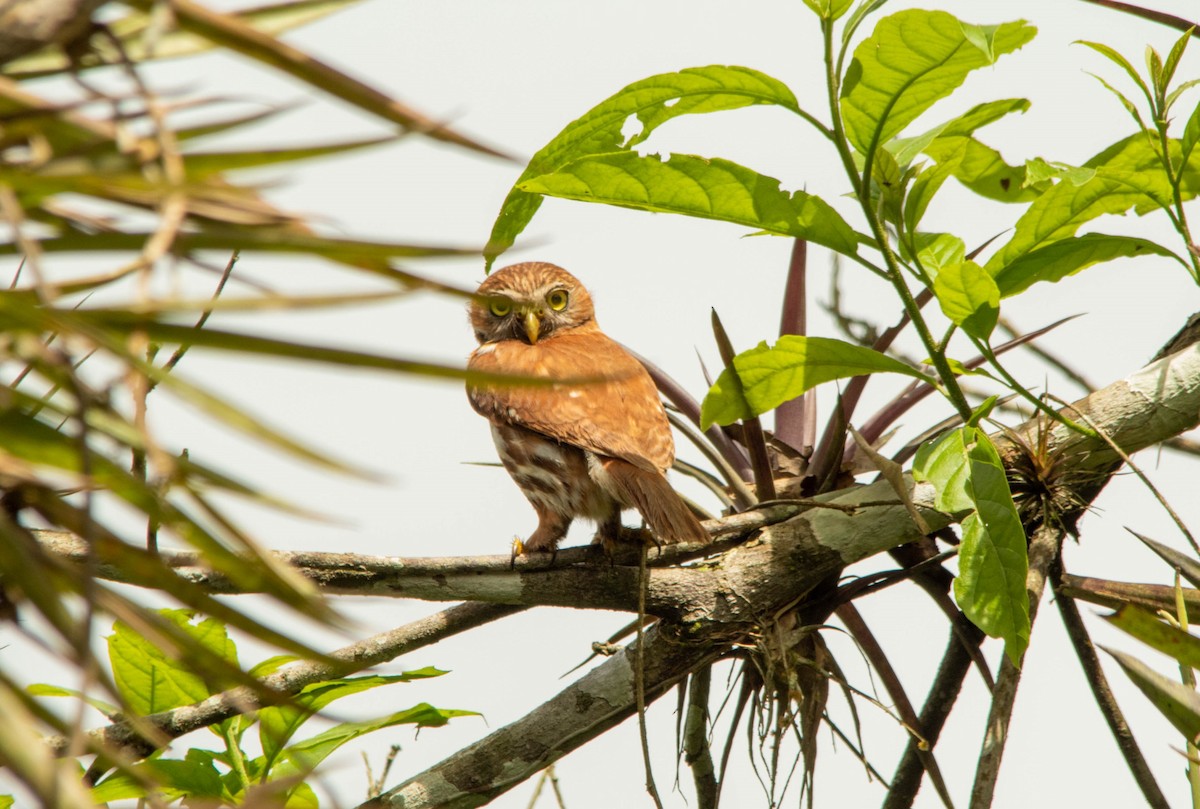 Peruvian Pygmy-Owl - Christiana Fattorelli