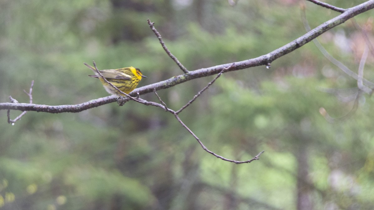 Cape May Warbler - ML197808221