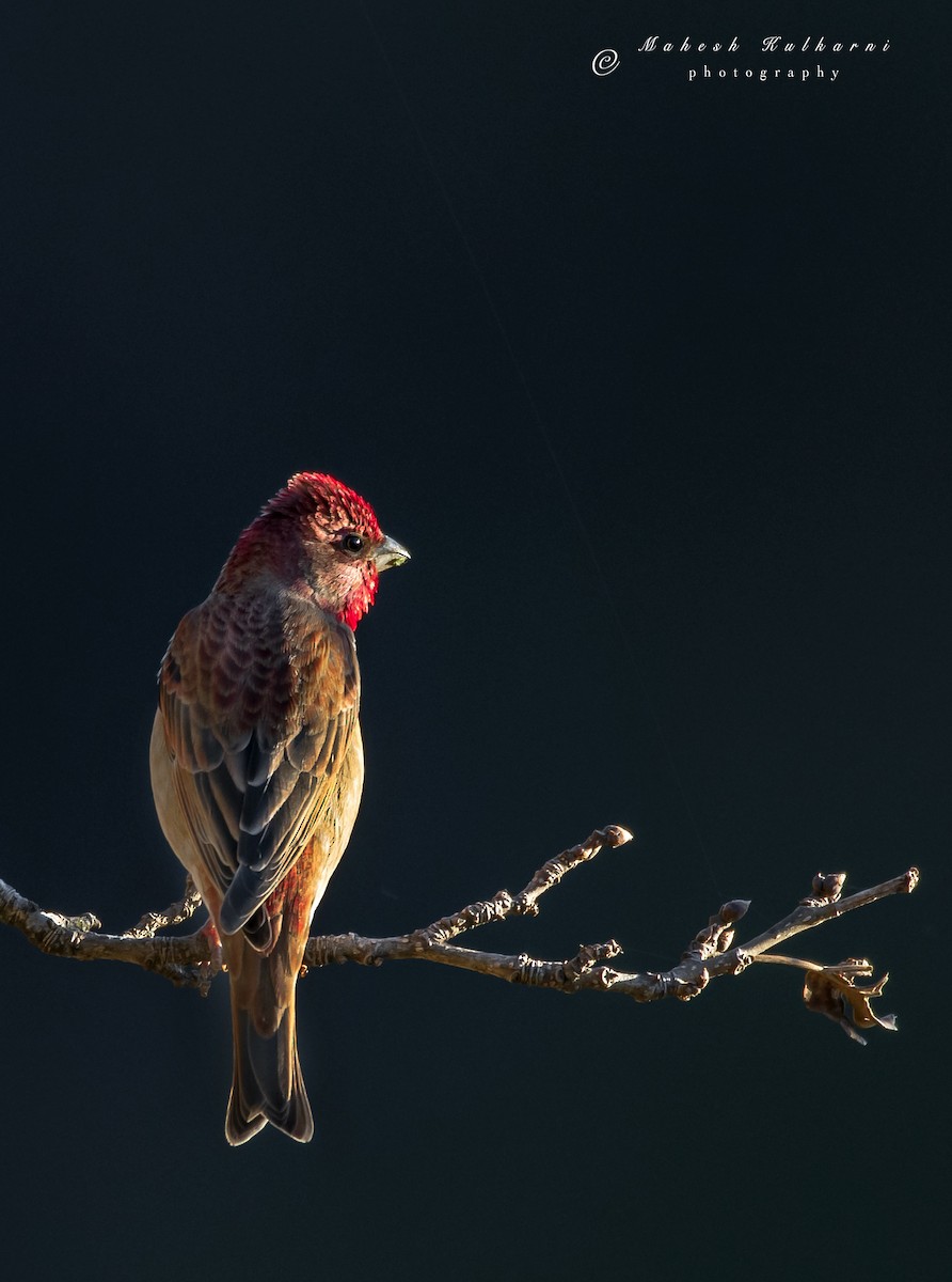 Common Rosefinch - Mahesh Kulkarni