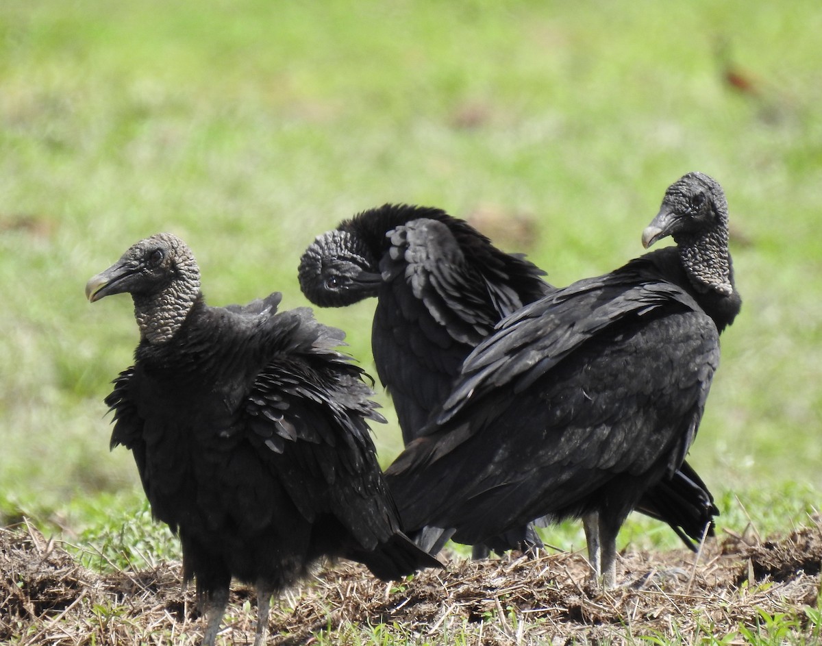 Black Vulture - Jo Ellen Floer