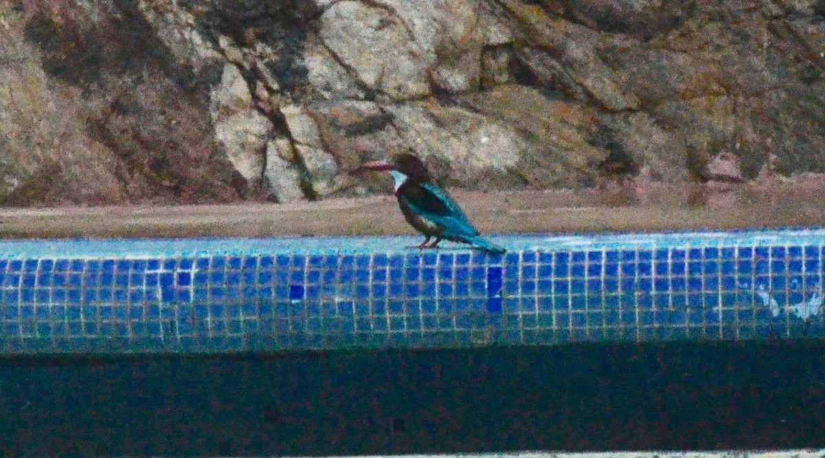 White-throated Kingfisher - Vinobha Pannerselvam