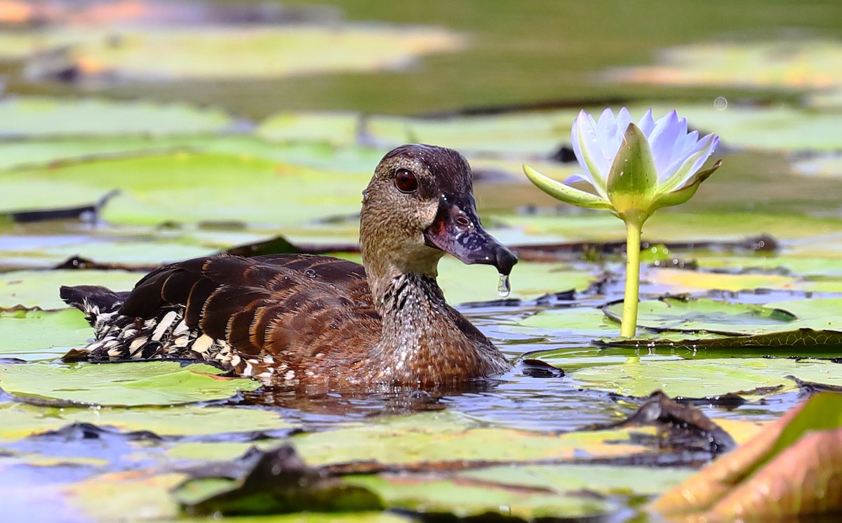 Spotted Whistling-Duck - ML197827541