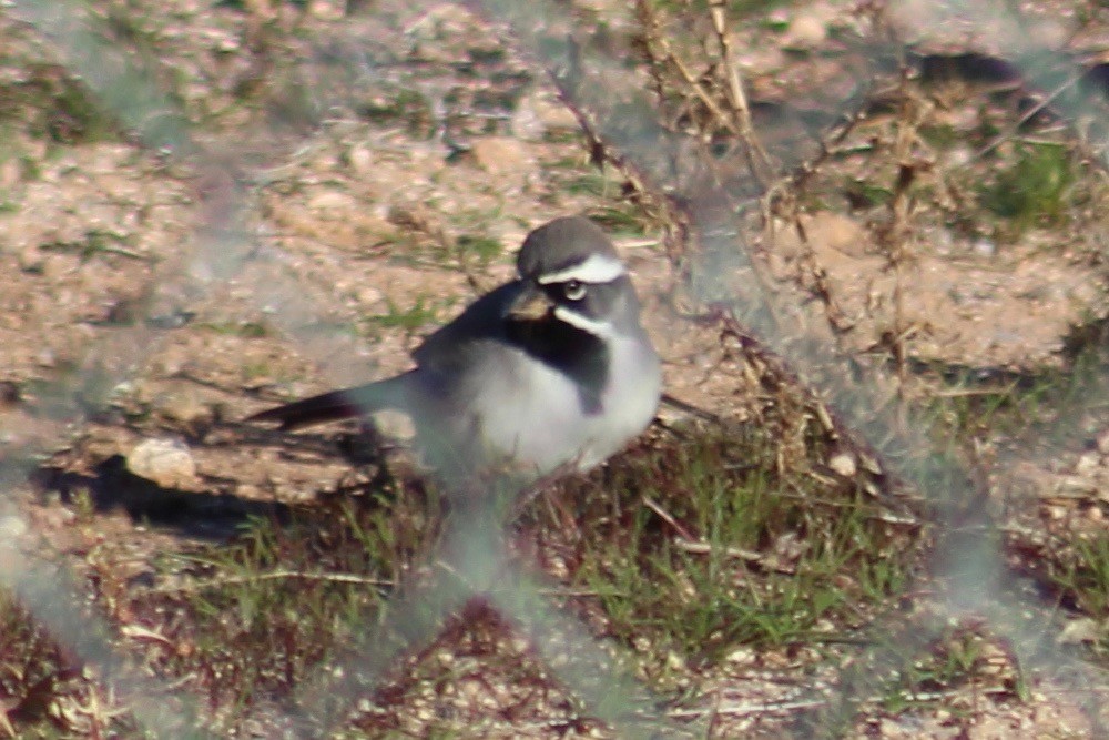Black-throated Sparrow - ML197828341
