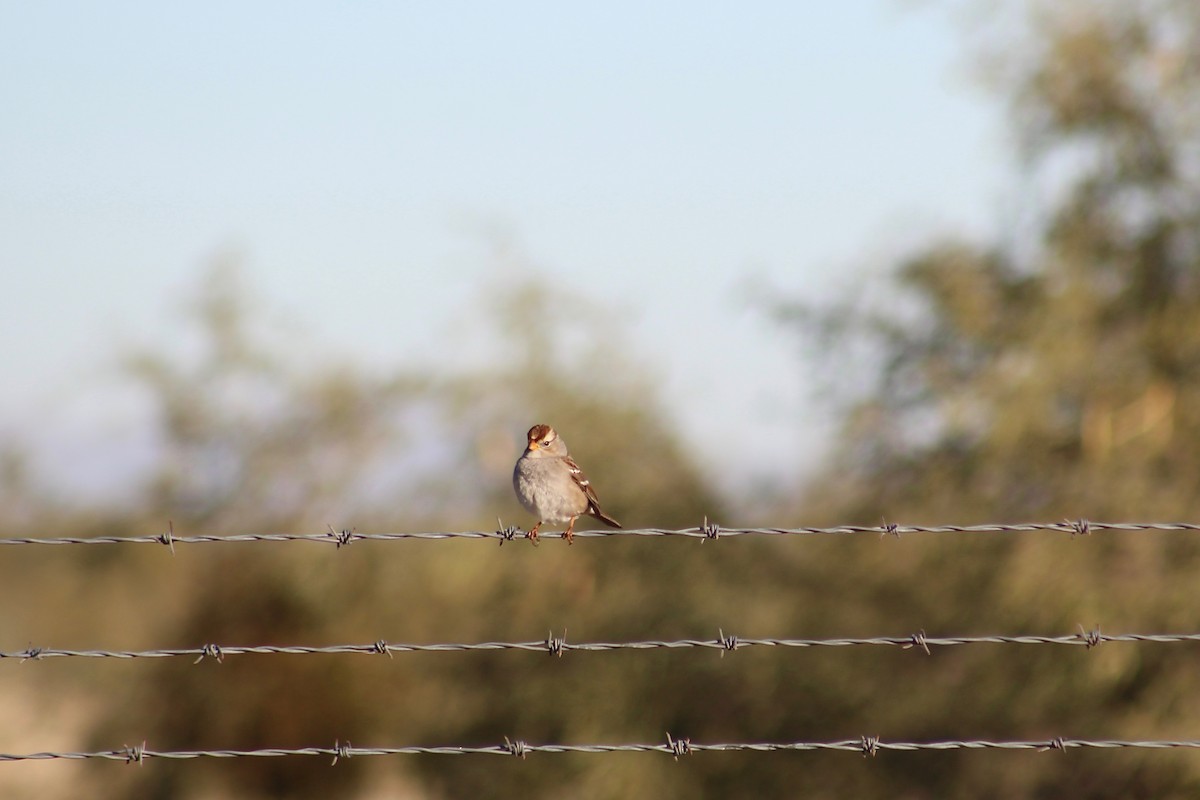 White-crowned Sparrow - ML197828681