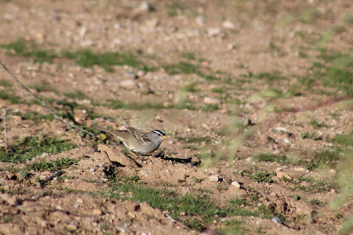 White-crowned Sparrow - ML197828841