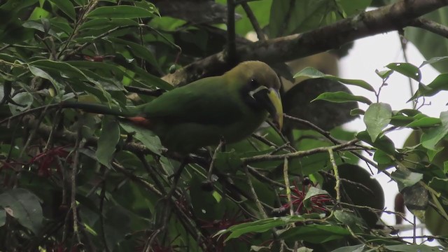 Northern Emerald-Toucanet (Violet-throated) - ML197830631