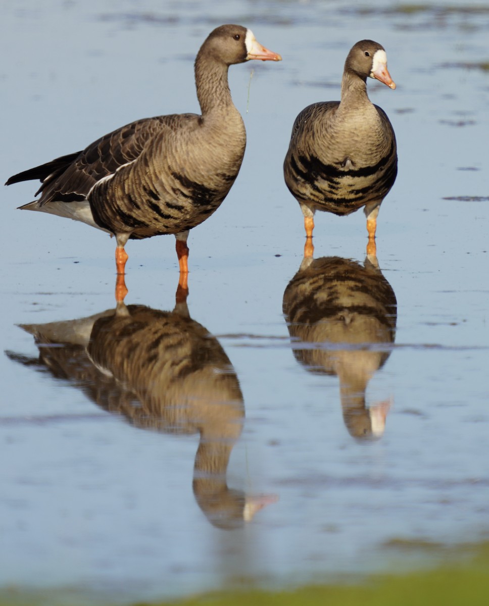 Greater White-fronted Goose - ML197834641