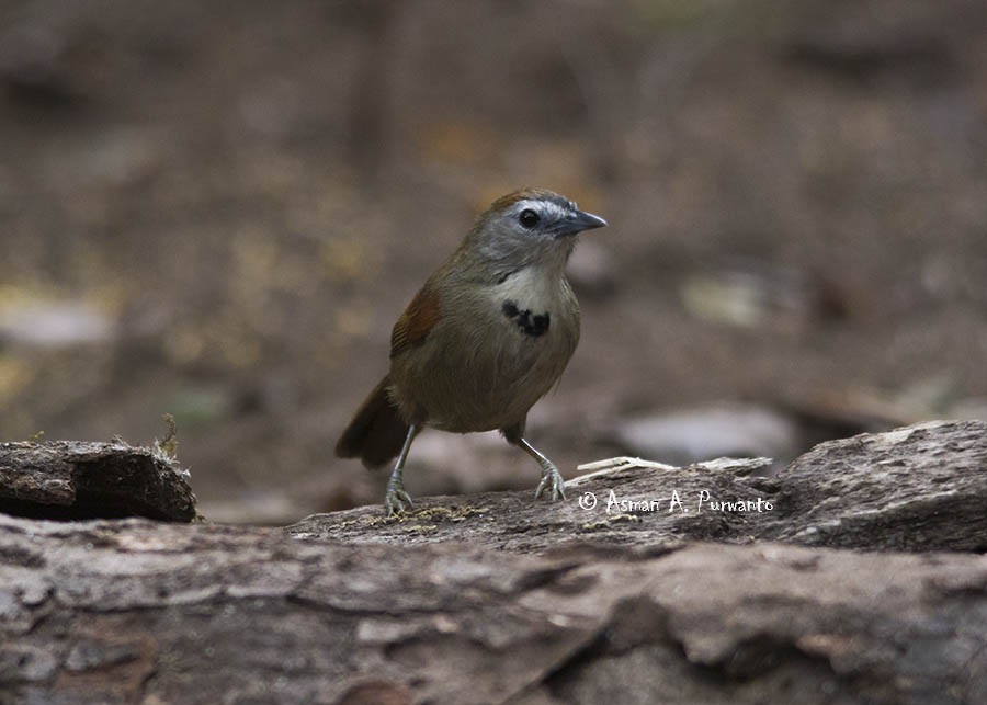 Crescent-chested Babbler - ML197835901