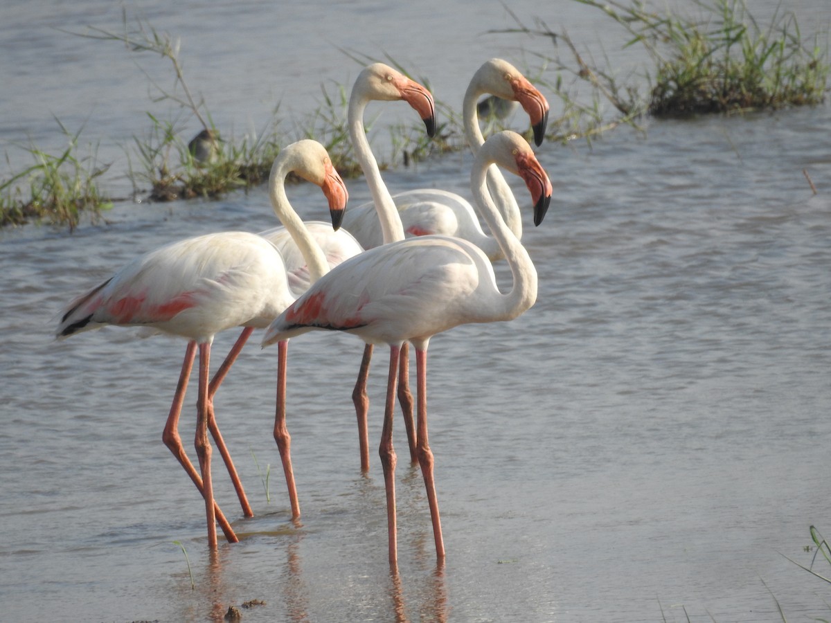 Greater Flamingo - ML197837401