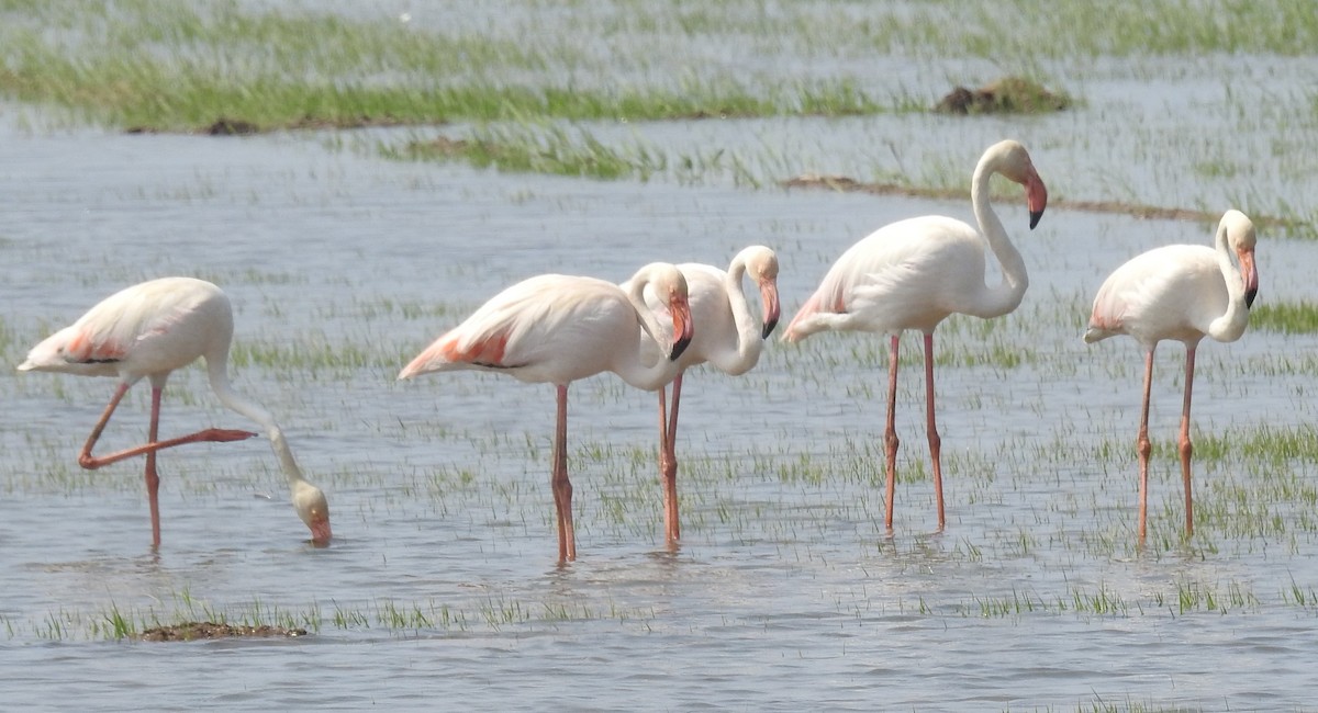 Greater Flamingo - ML197838241