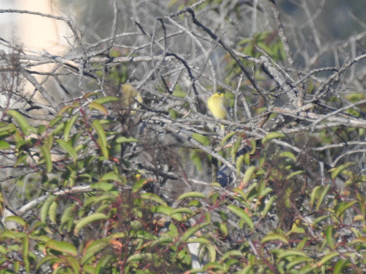Lesser Goldfinch - Layton Pace