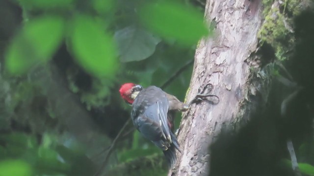 Crimson-bellied Woodpecker - ML197843441
