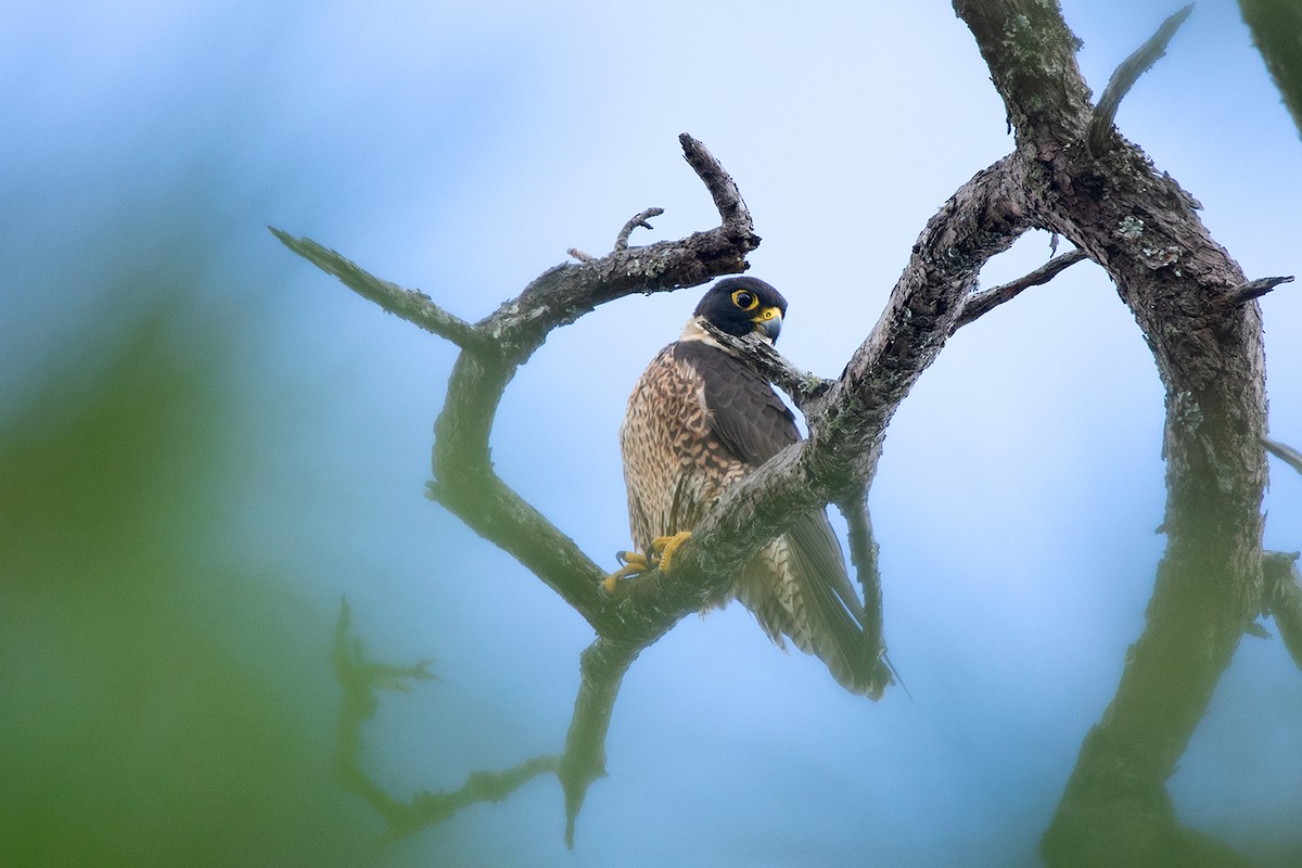 Peregrine Falcon (Indo-Pacific) - Ayuwat Jearwattanakanok
