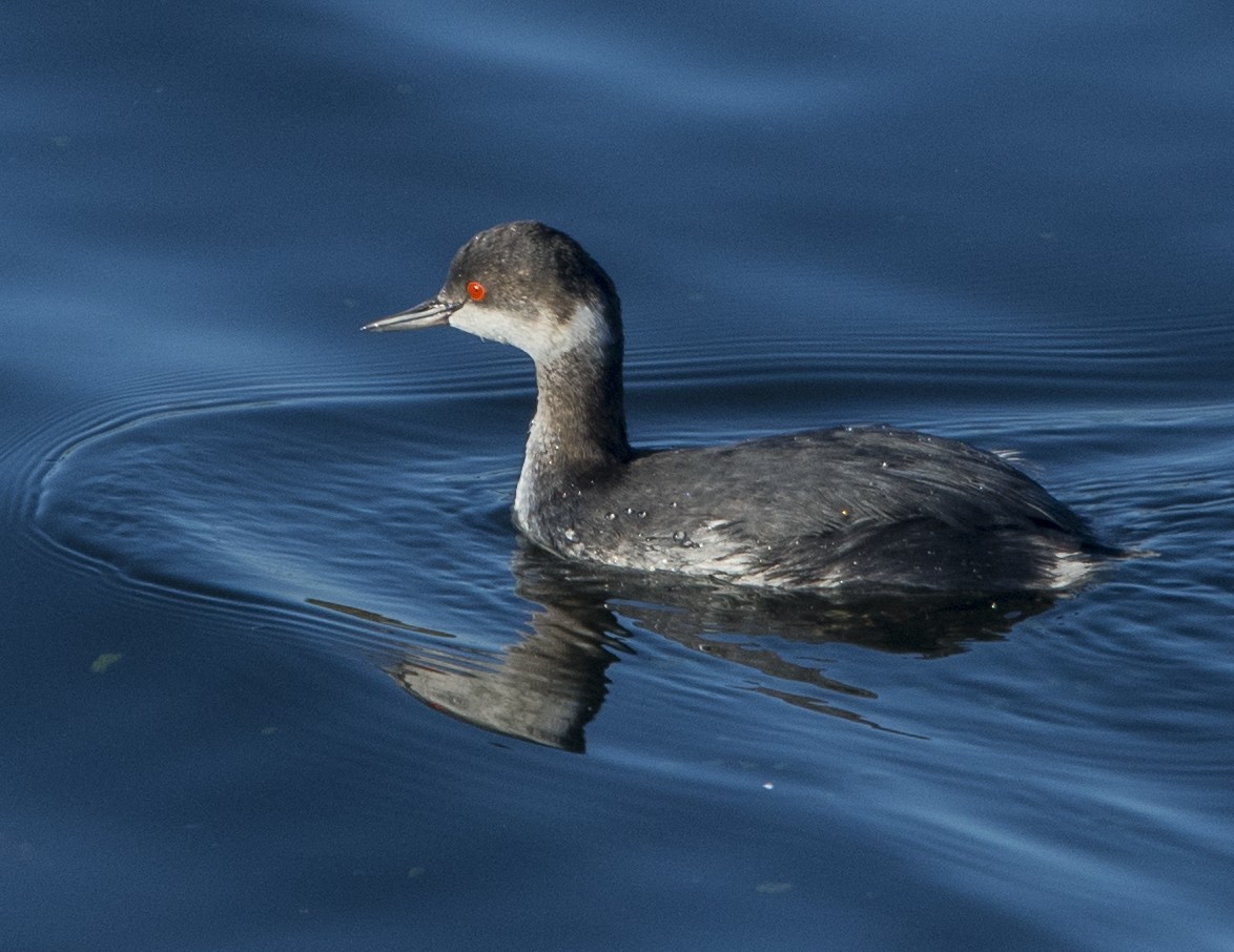 Eared Grebe - Jerry Ting