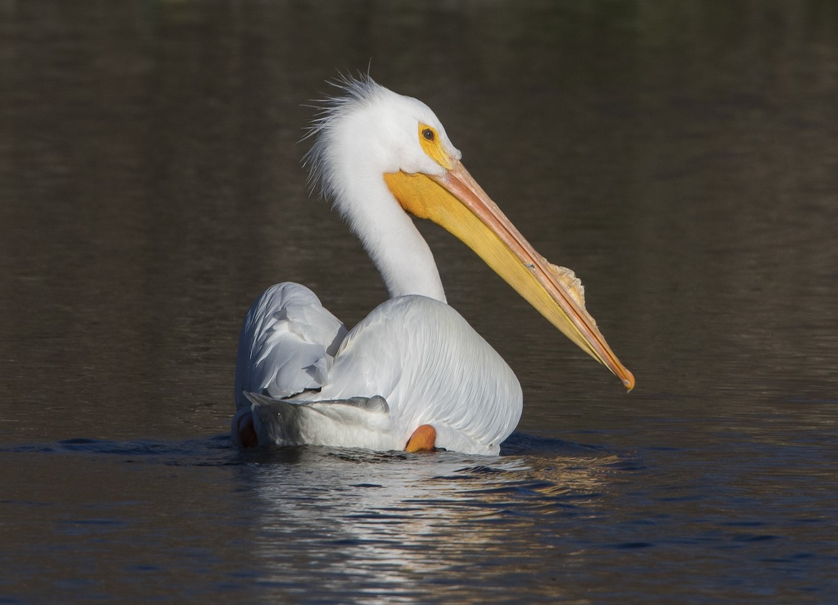 American White Pelican - Jerry Ting