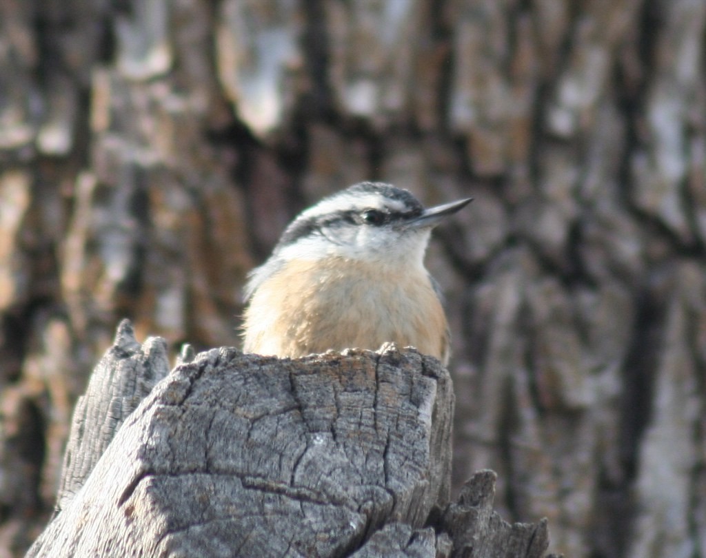 Red-breasted Nuthatch - ML197845451