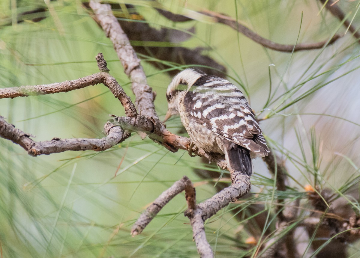 Gray-capped Pygmy Woodpecker - ML197846221