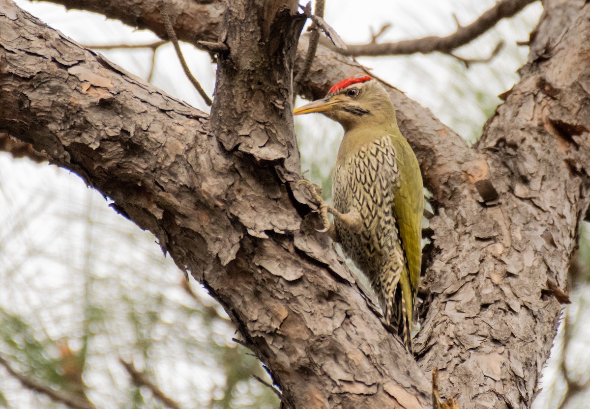Scaly-bellied Woodpecker - Dr. Pankaj Chibber