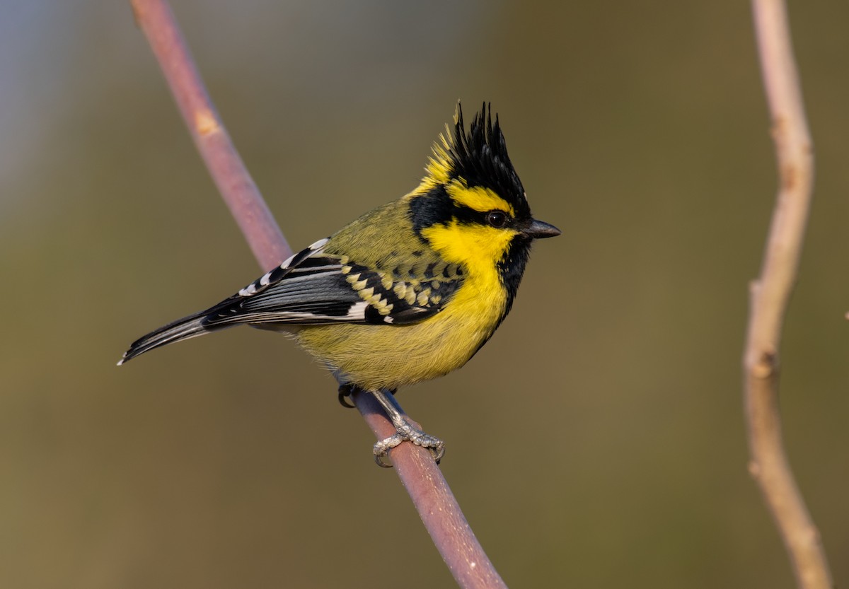 Himalayan Black-lored Tit - ML197847981