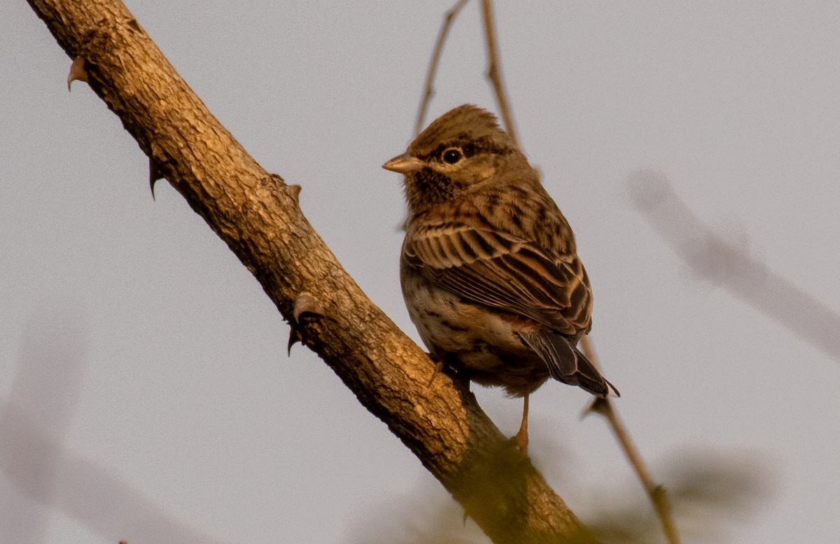 White-capped Bunting - ML197848071