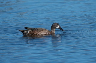 Blue-winged Teal, ML197851421