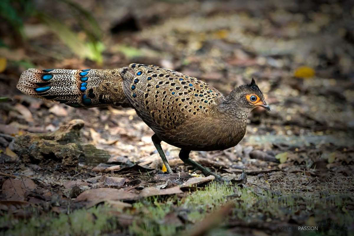 Malayan Peacock-Pheasant - Wai Loon Wong