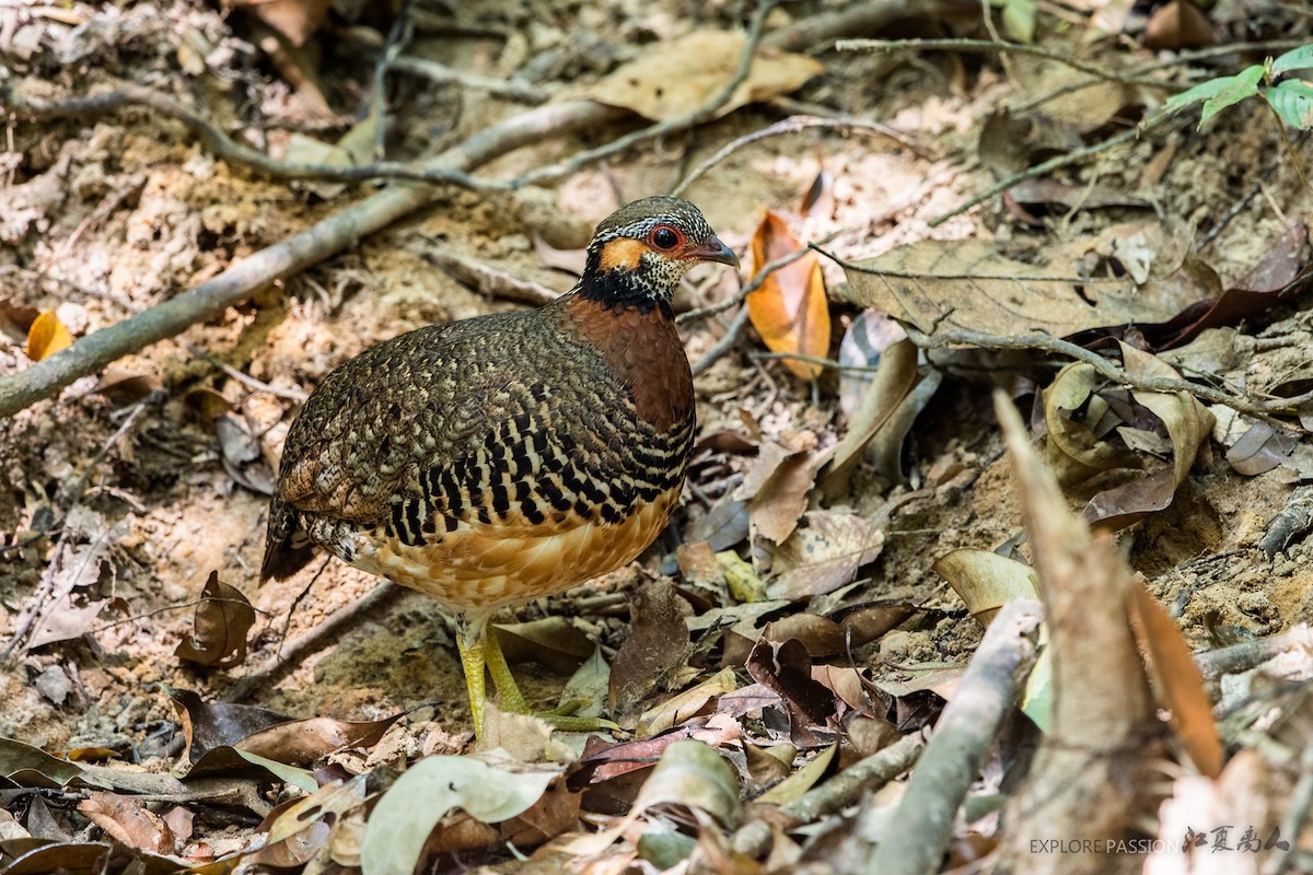 Chestnut-necklaced Partridge - Wai Loon Wong