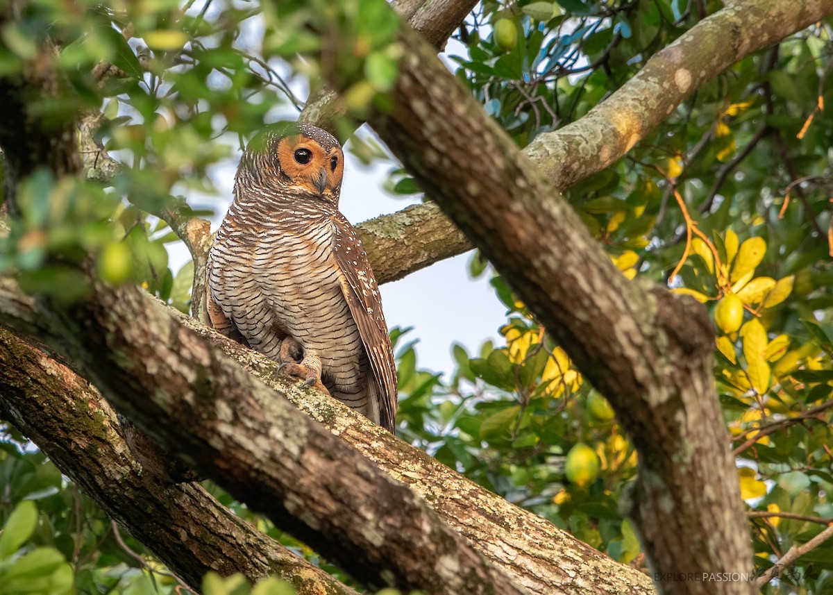 Spotted Wood-Owl - ML197854681