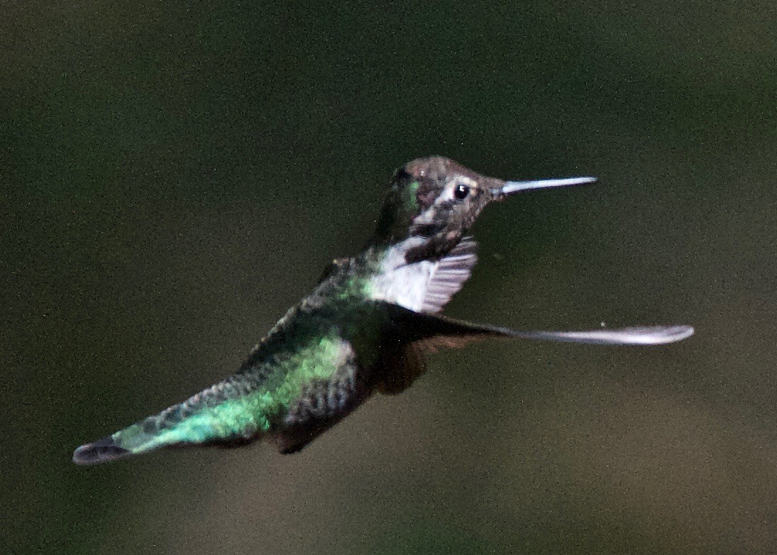 Anna's Hummingbird - ML197856151