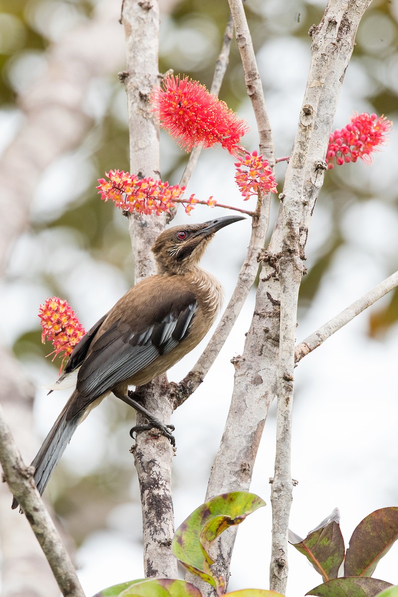 New Caledonian Friarbird - ML197857321