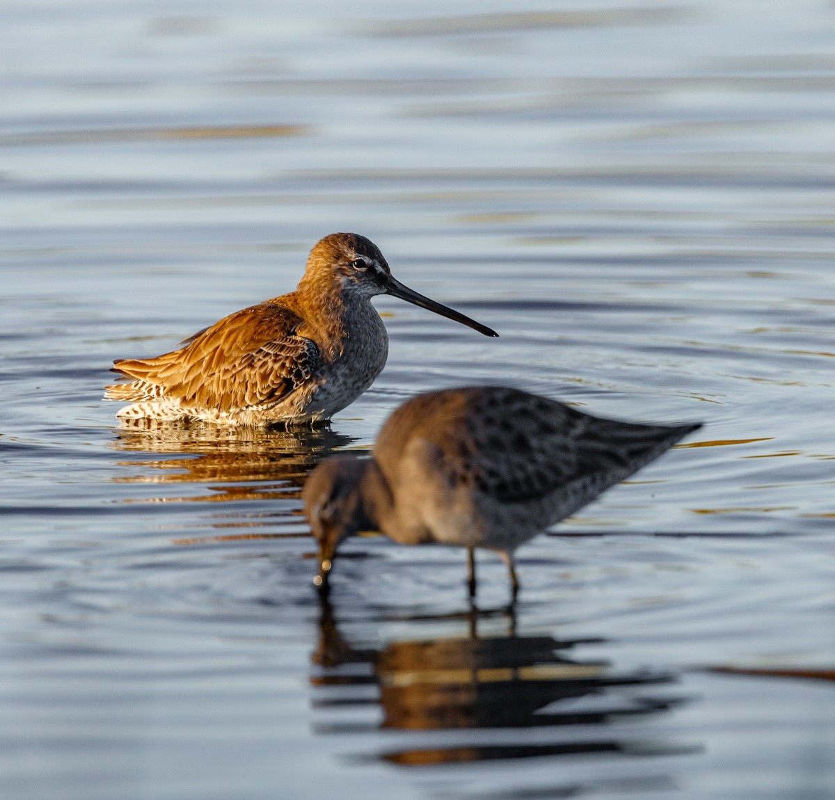 Long-billed Dowitcher - Chezy Yusuf