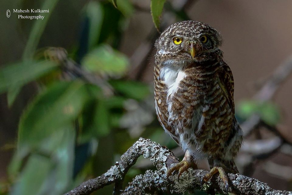 Collared Owlet - Mahesh Kulkarni
