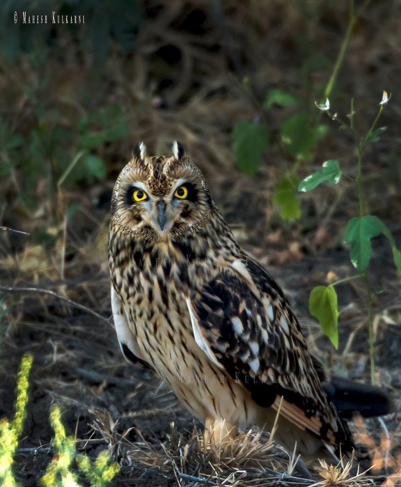 Short-eared Owl - Mahesh Kulkarni