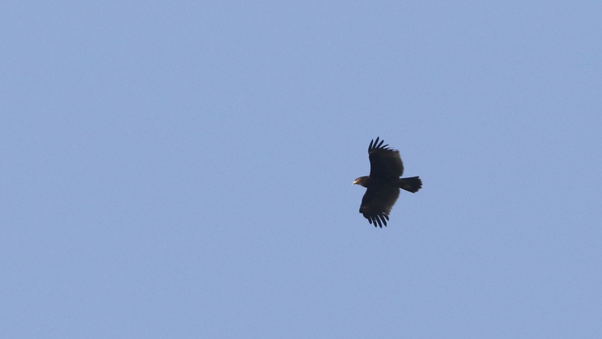 Greater Spotted Eagle - ML197866061