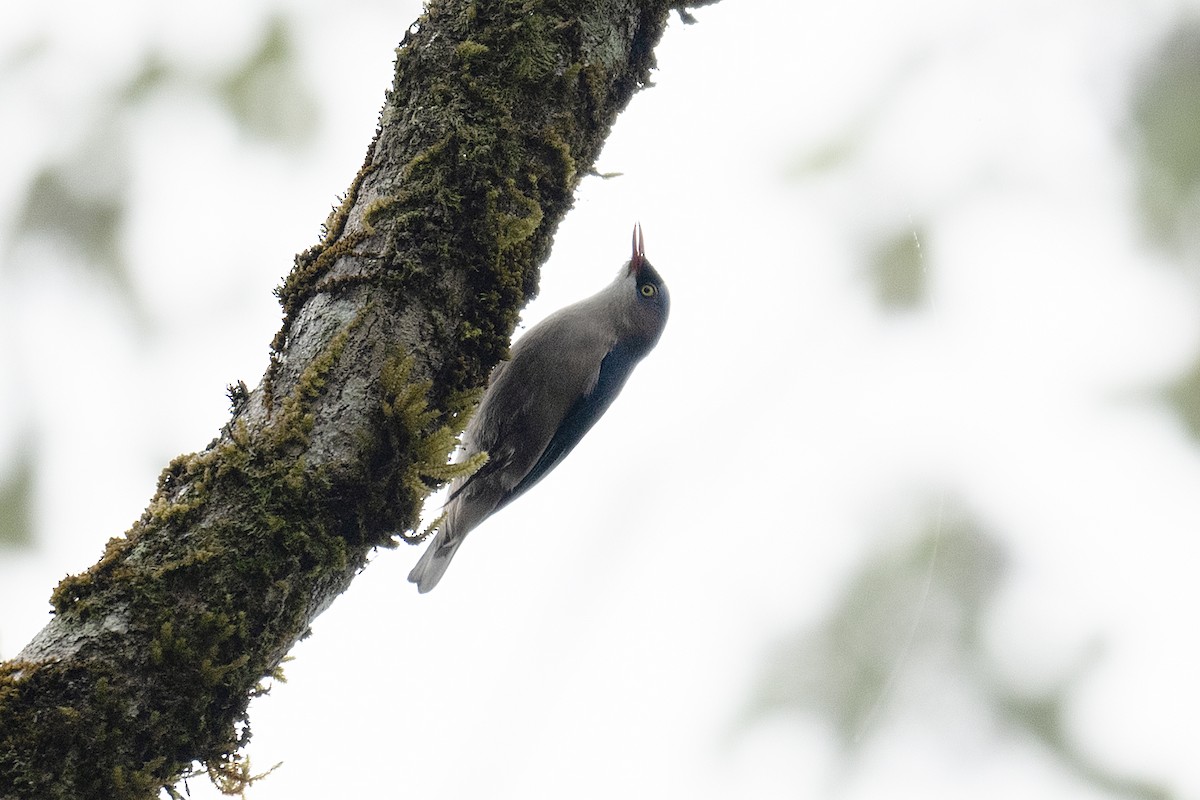 Velvet-fronted Nuthatch - ML197866551