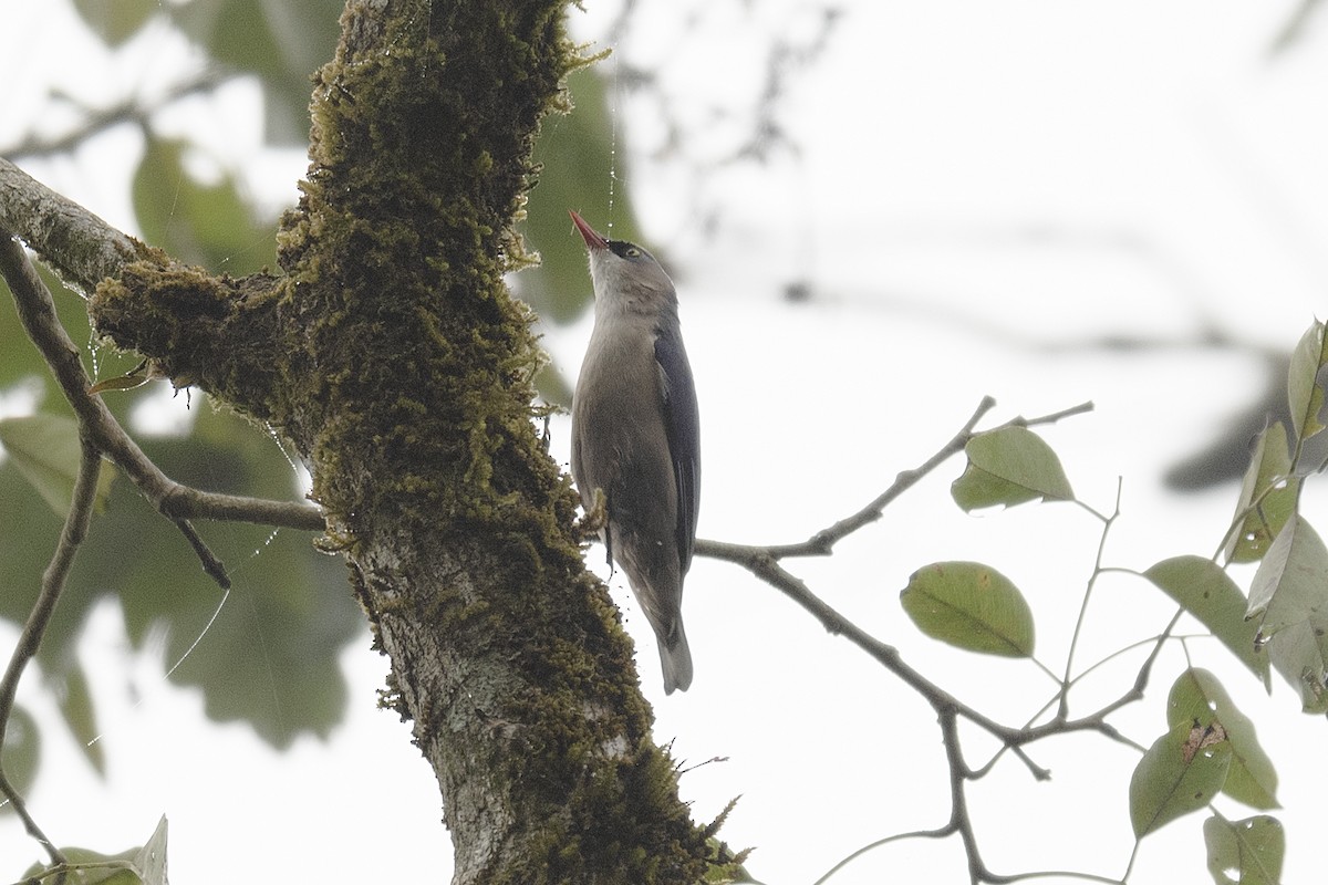 Velvet-fronted Nuthatch - ML197866561