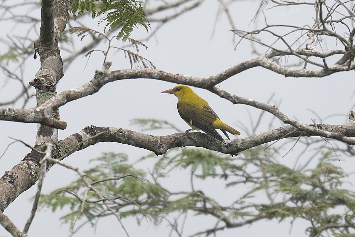 Indian Golden Oriole - ML197866771