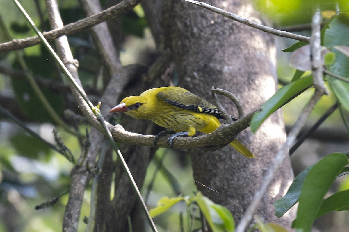 Indian Golden Oriole - ML197867231