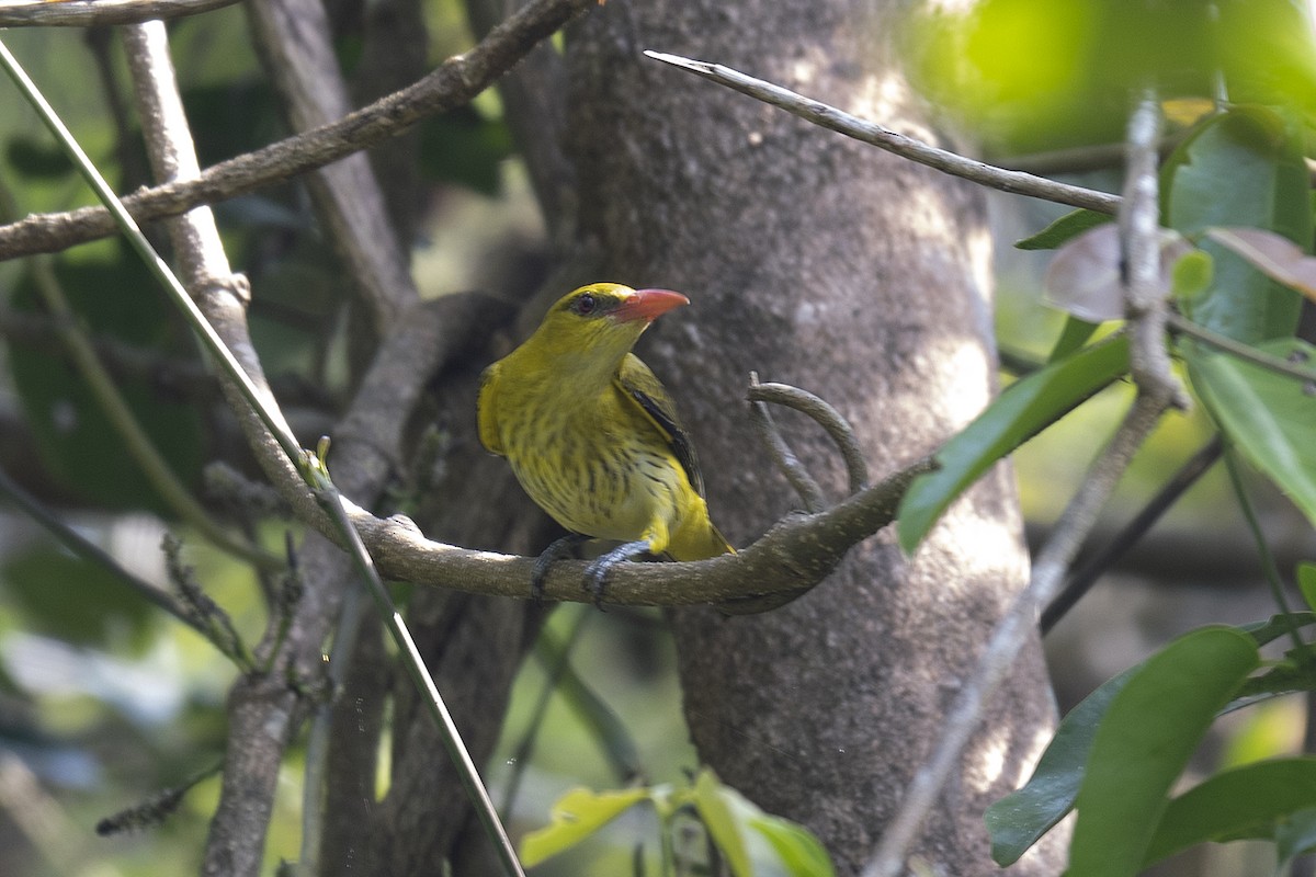 Indian Golden Oriole - ML197867241