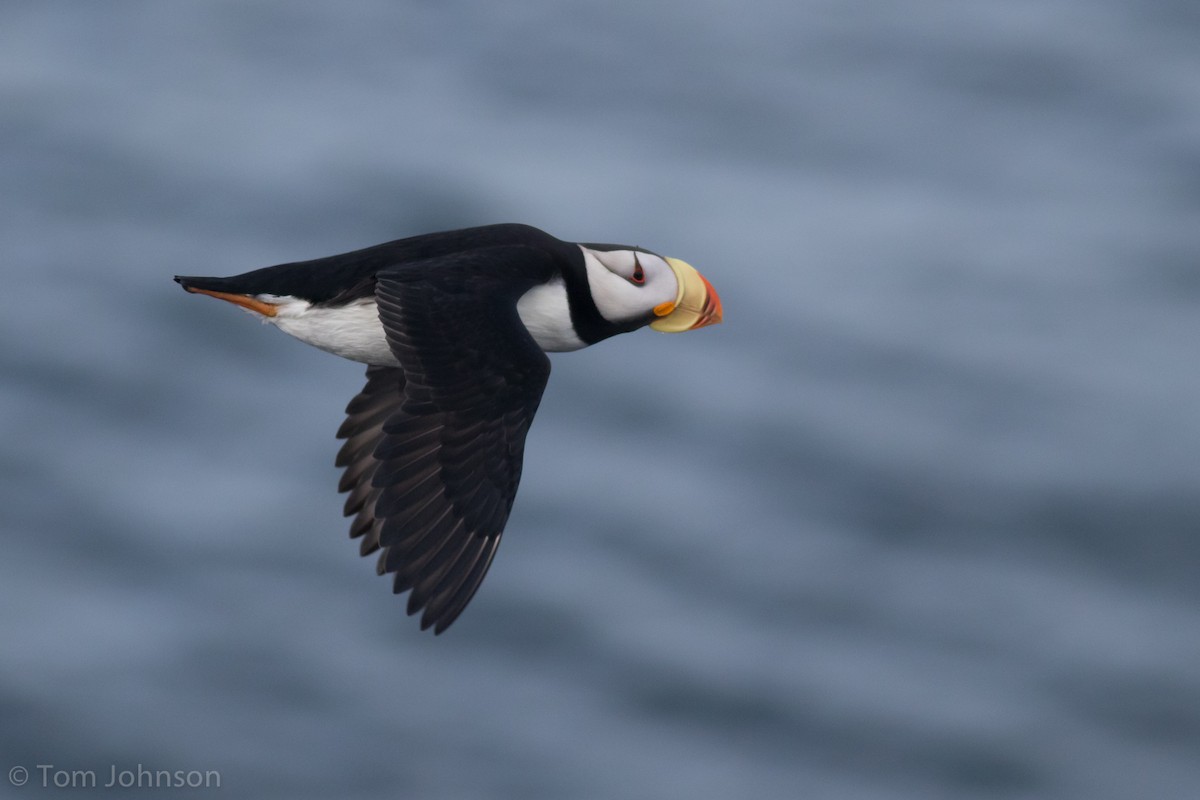 Horned Puffin - ML197867821