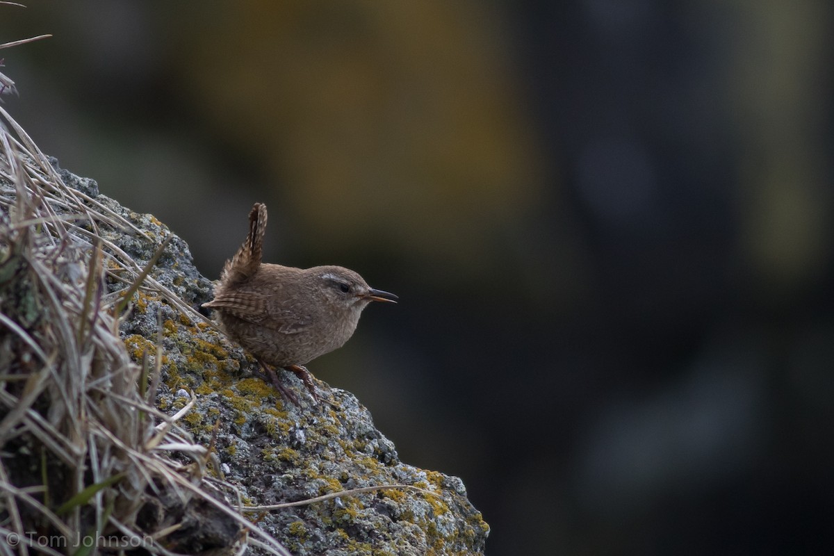 Pacific Wren (alascensis Group) - ML197867881