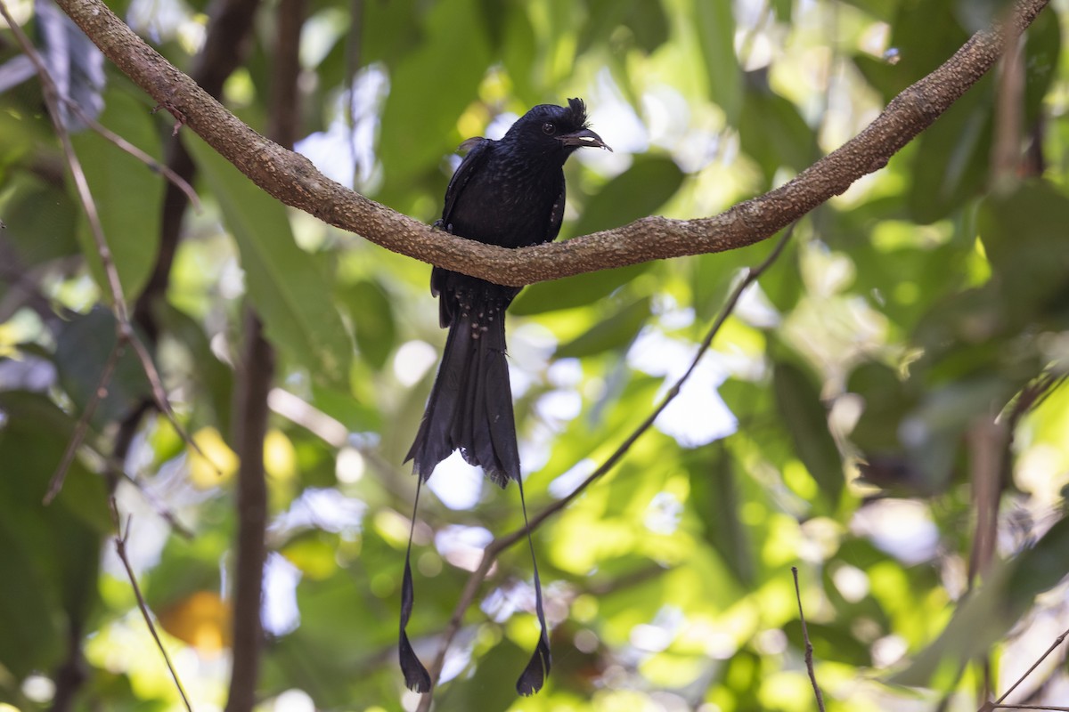 Greater Racket-tailed Drongo - Michael Fuhrer
