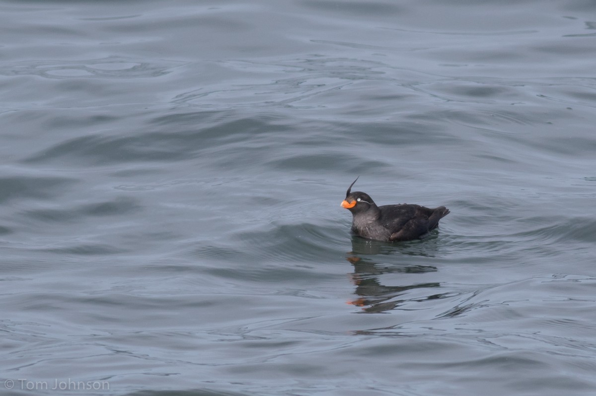 Crested Auklet - ML197869091