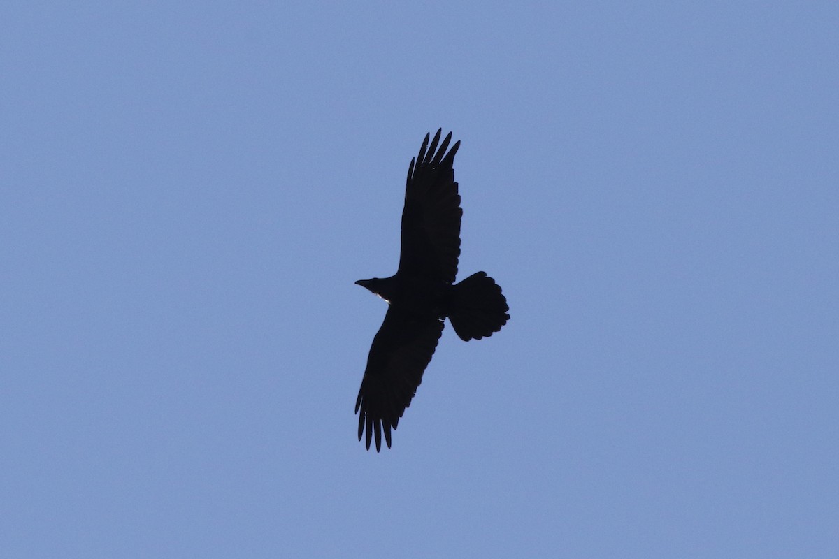 Common Raven - Christian Goenner