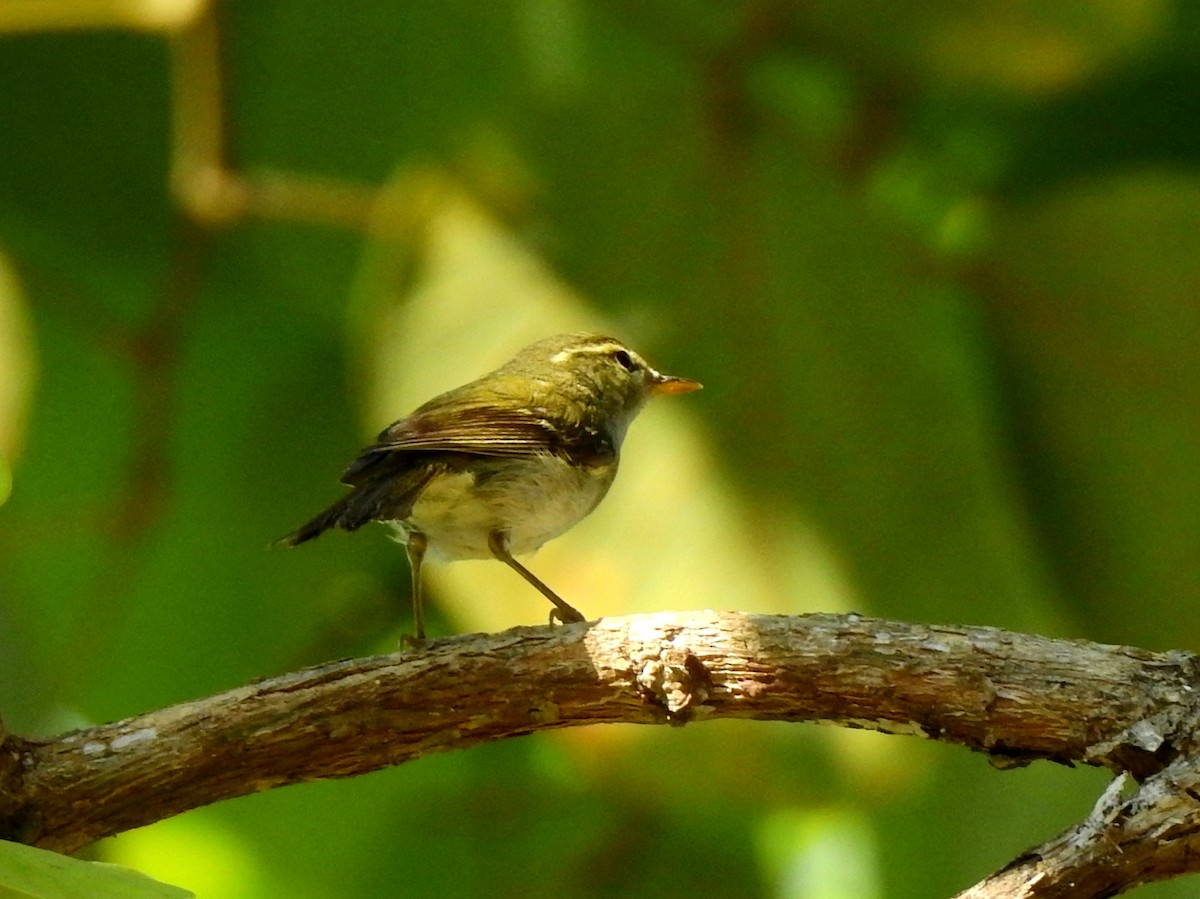 Yellow-browed Warbler - ML197873281