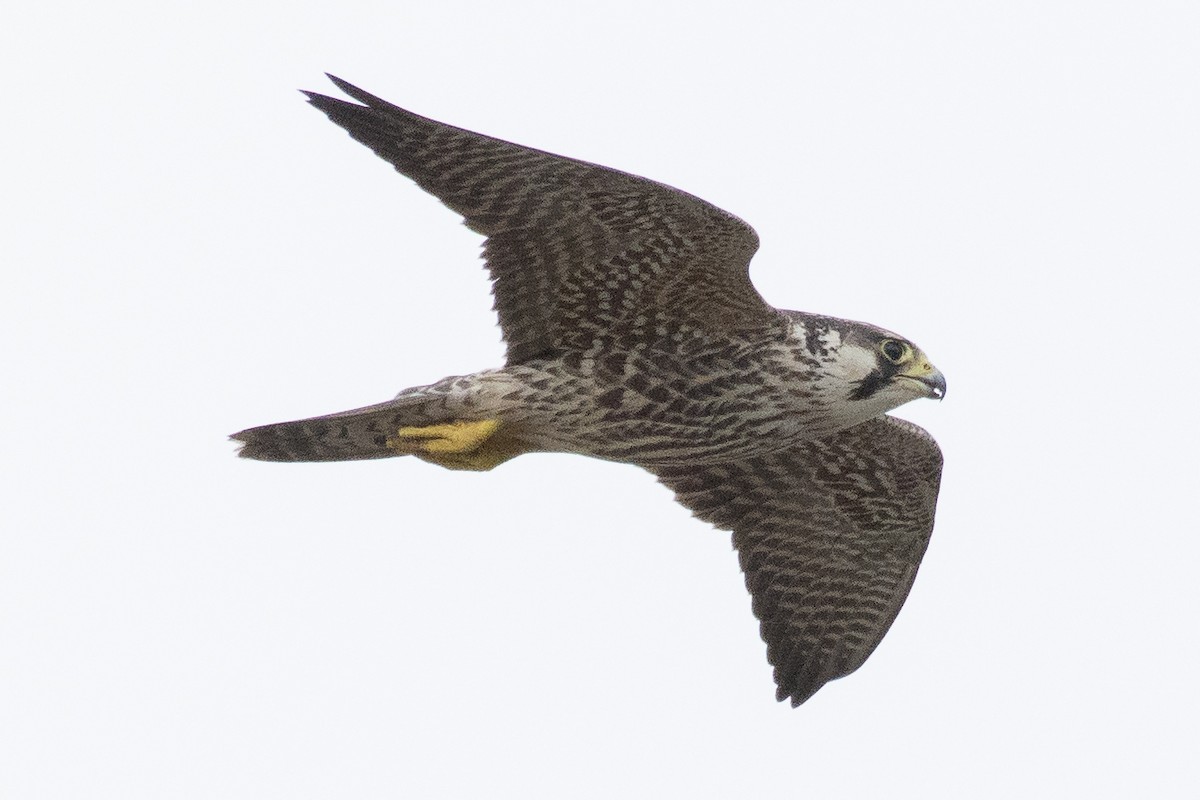Peregrine Falcon - Dillen  Ng