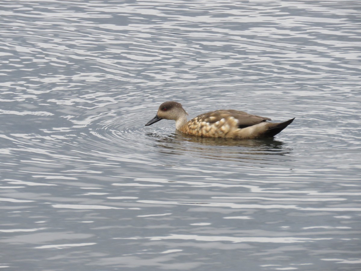 Crested Duck - ML197874081